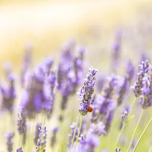  Séjour à la ferme La Valle Della Lavanda - Podere Mezzastrada